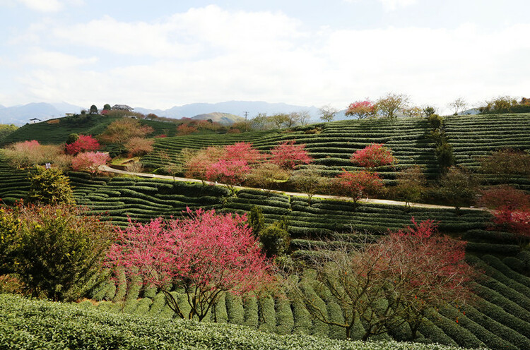 福建漳平举办樱花（福）文化旅游节 万株樱花连片开_fororder_111