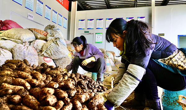 新春走基层｜凉山州雷波：大力发展天麻产业 拓宽增收致富渠道 助推乡村振兴_fororder_mmexport1642929957392