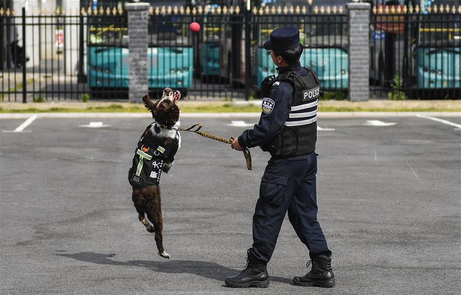 吉林：边境线上的“萌犬奇兵”