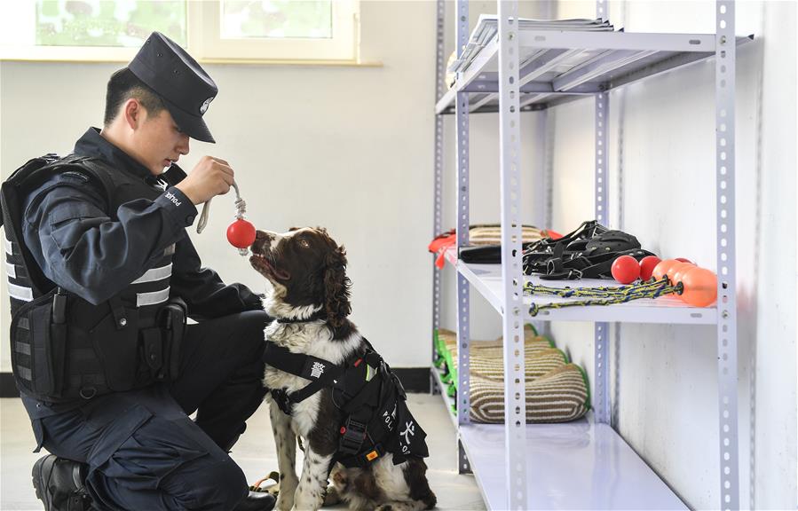 吉林：边境线上的“萌犬奇兵”