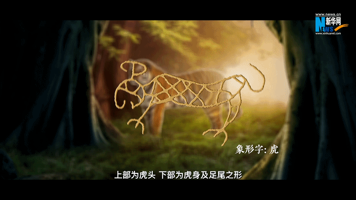 密集知识输出，让你更了解老虎