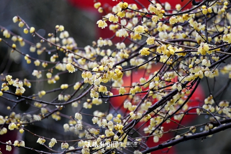 （中首）遵义湄潭：春雨润梅_fororder_微信图片_20220208084749