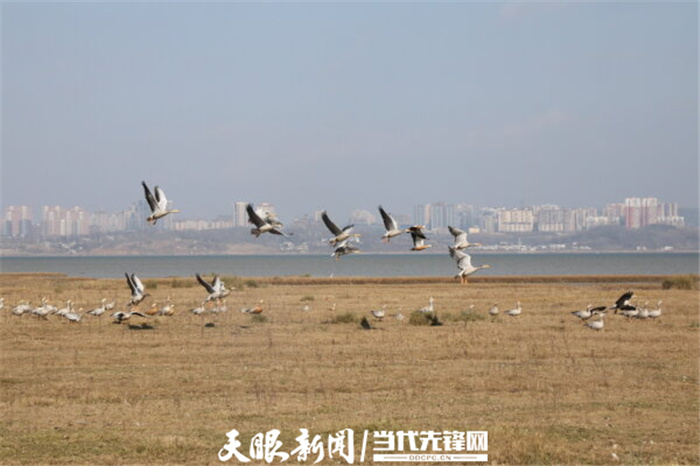 （中首）毕节威宁草海生态治理成效显著