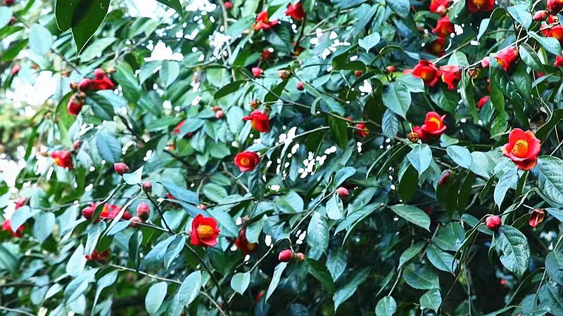 肇庆市广宁县打造油茶特色的文旅产业化基地_fororder_1