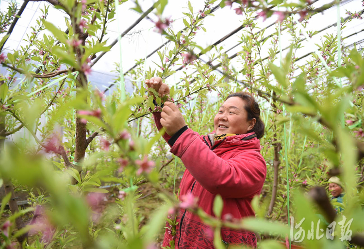 河北南和：人勤春来早 蟠桃花满枝