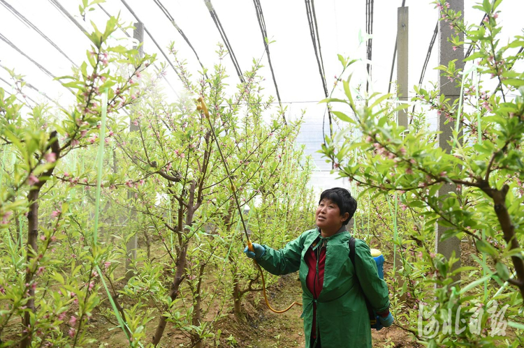 河北南和：人勤春来早 蟠桃花满枝
