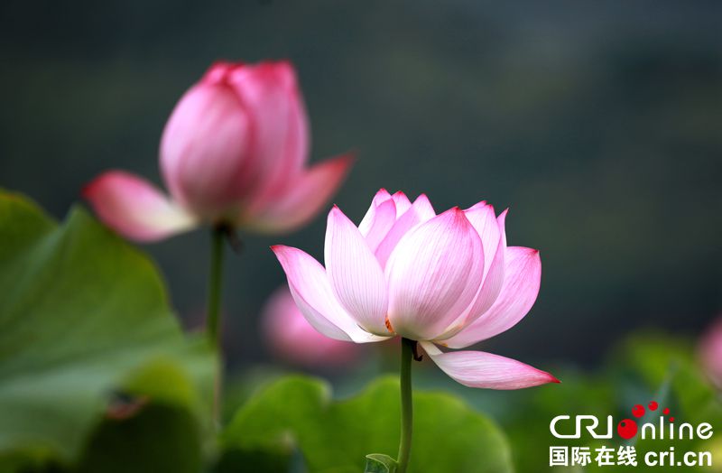（有修改）贵州黔西：夏日山乡荷花艳（组图）