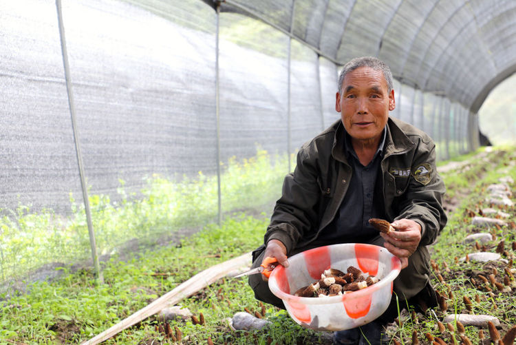 甘肃：羊肚菌产业助农增收