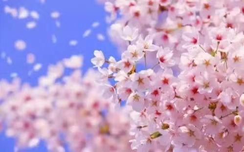（转载）首次！成都发布公园城市花粉指数