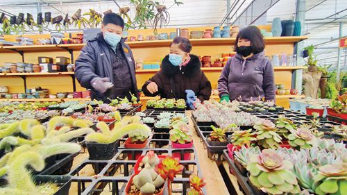 齐齐哈尔：曙光村深耕花卉产业助力乡村振兴
