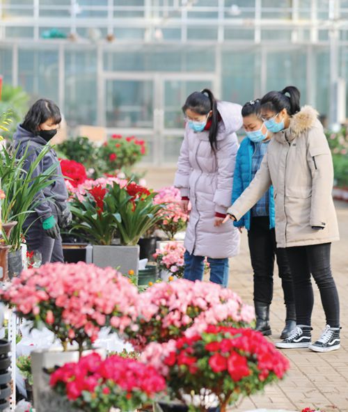 齐齐哈尔：曙光村深耕花卉产业助力乡村振兴