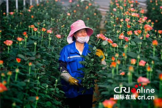 拼多多的“花花世界”：“农地云拼”助花农增收，让购花更实惠_fororder_2