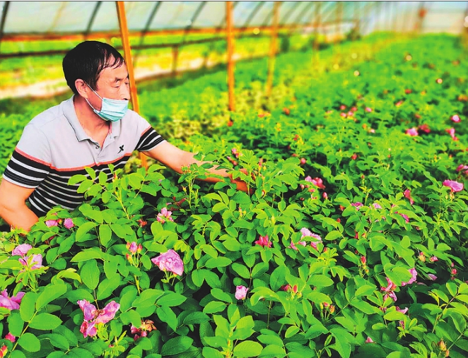 方正“花样”大棚托起扶贫产业