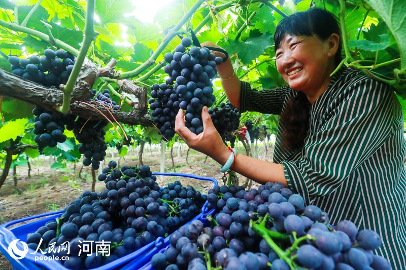 【城市远洋】河南光山：小小葡萄成村民“致富果”