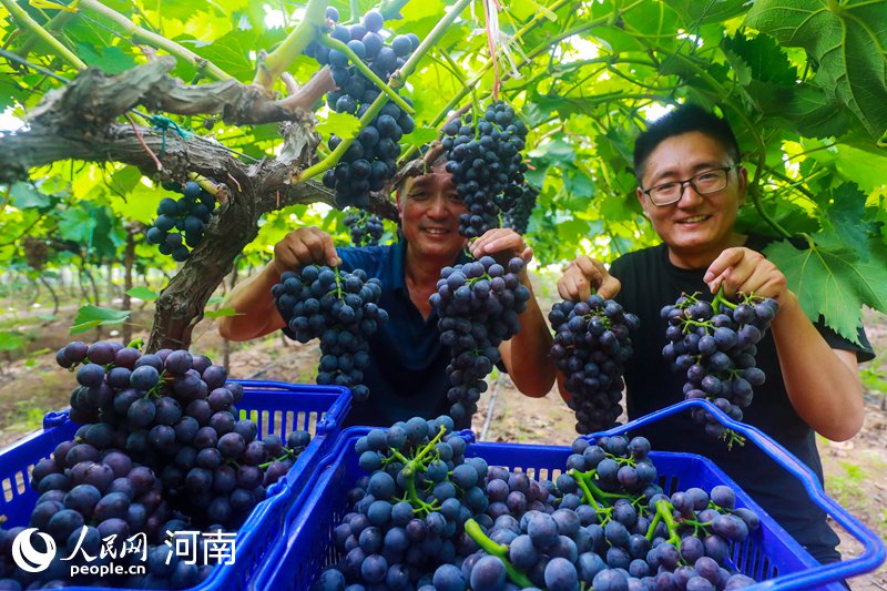 【城市远洋】河南光山：小小葡萄成村民“致富果”