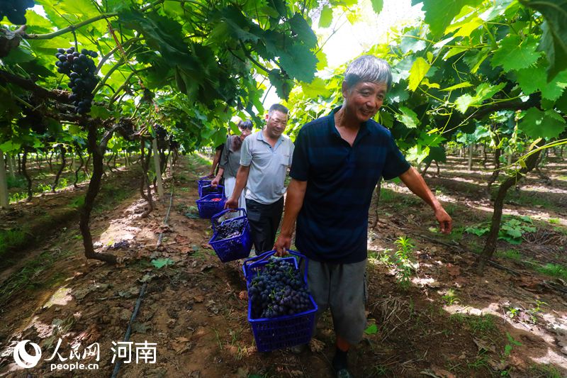 【城市远洋】河南光山：小小葡萄成村民“致富果”