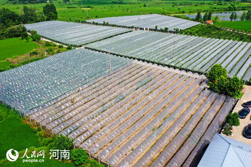 【城市远洋】河南光山：小小葡萄成村民“致富果”