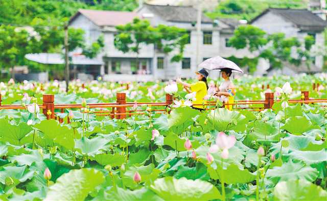 【城市远洋】重庆：太空莲开迎客来