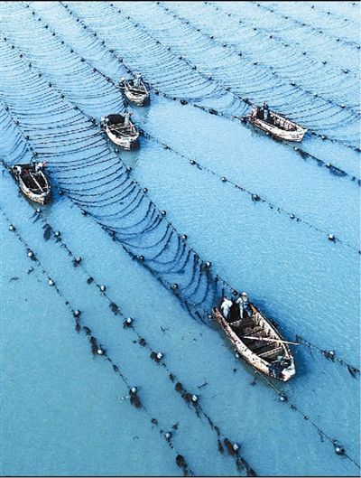 海上播种忙