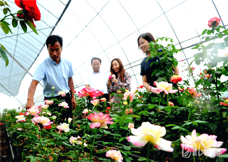河北肥乡：花卉苗木助力乡村振兴