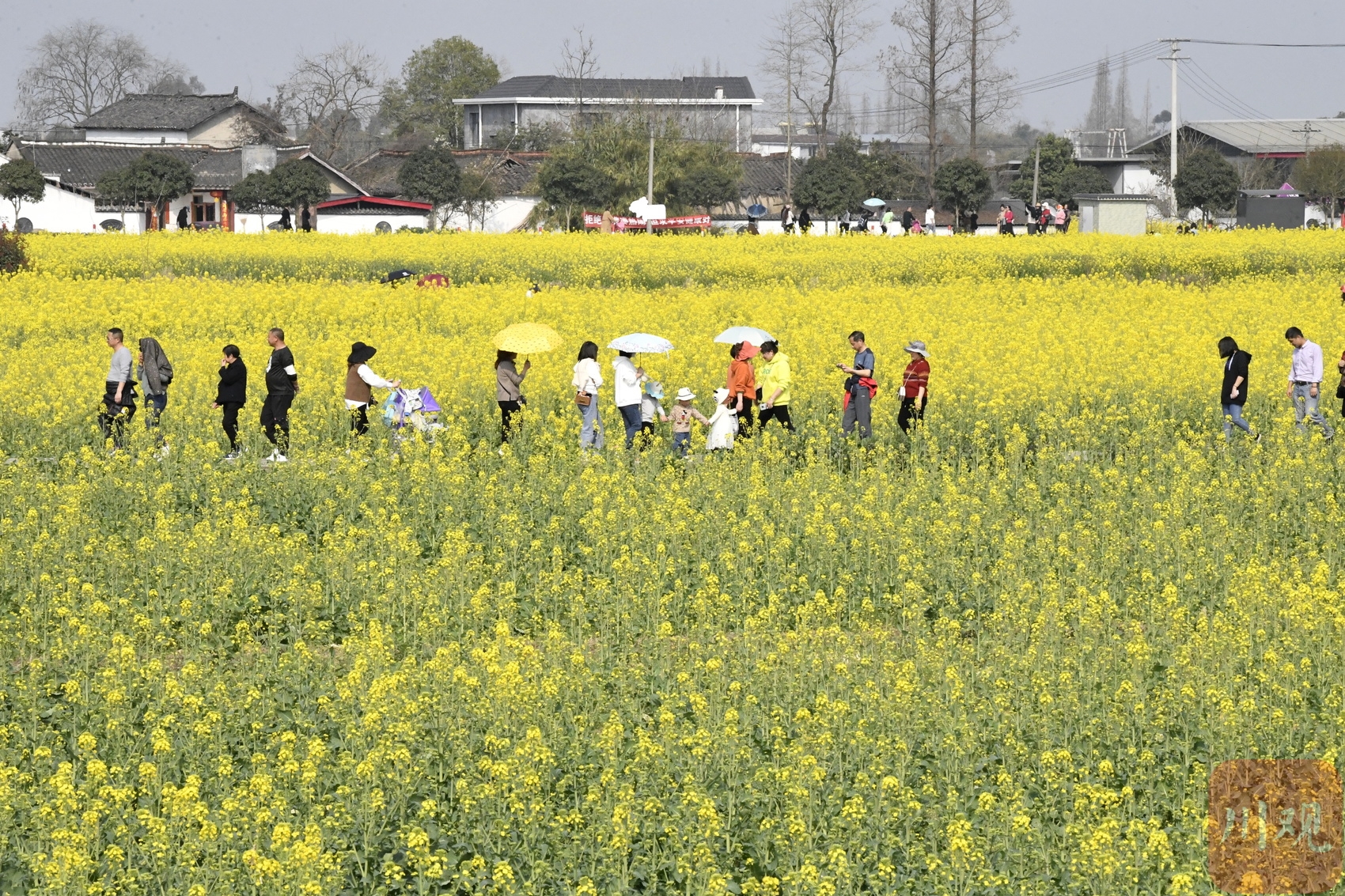 （中首）四川广汉：万亩“软黄金”包围新村美