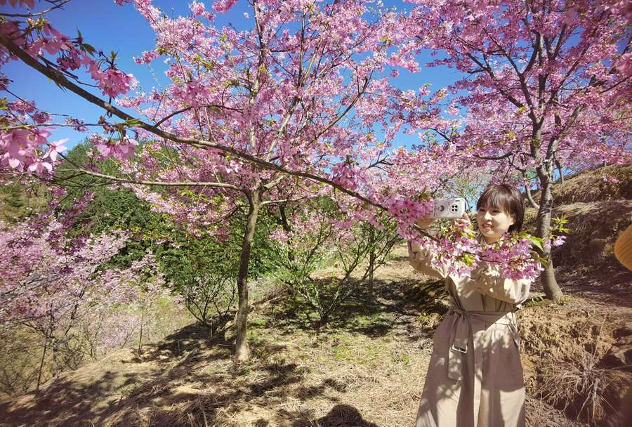 福建尤溪樱花盛放：美了村庄  醉了游人