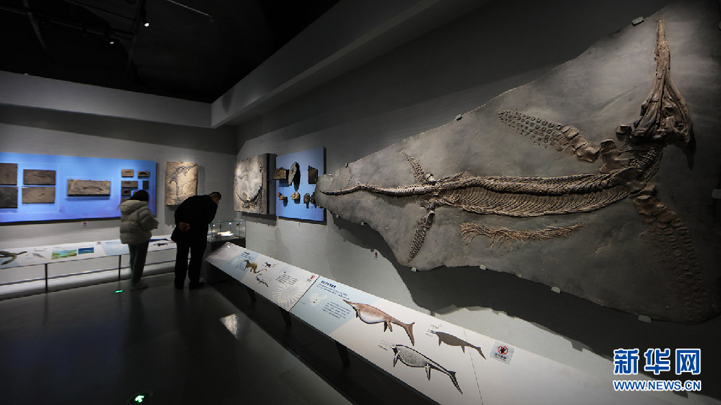 山东博物馆举办“恐龙展”