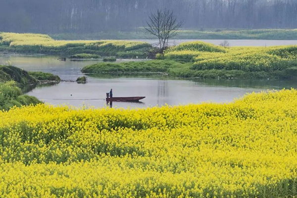 成都邛崃：油菜花盛开 乡村风景令人流连忘返_fororder_油菜花海-供图-邛崃市委宣传部4
