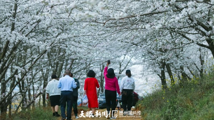 平坝：万亩樱花灿烂盛开