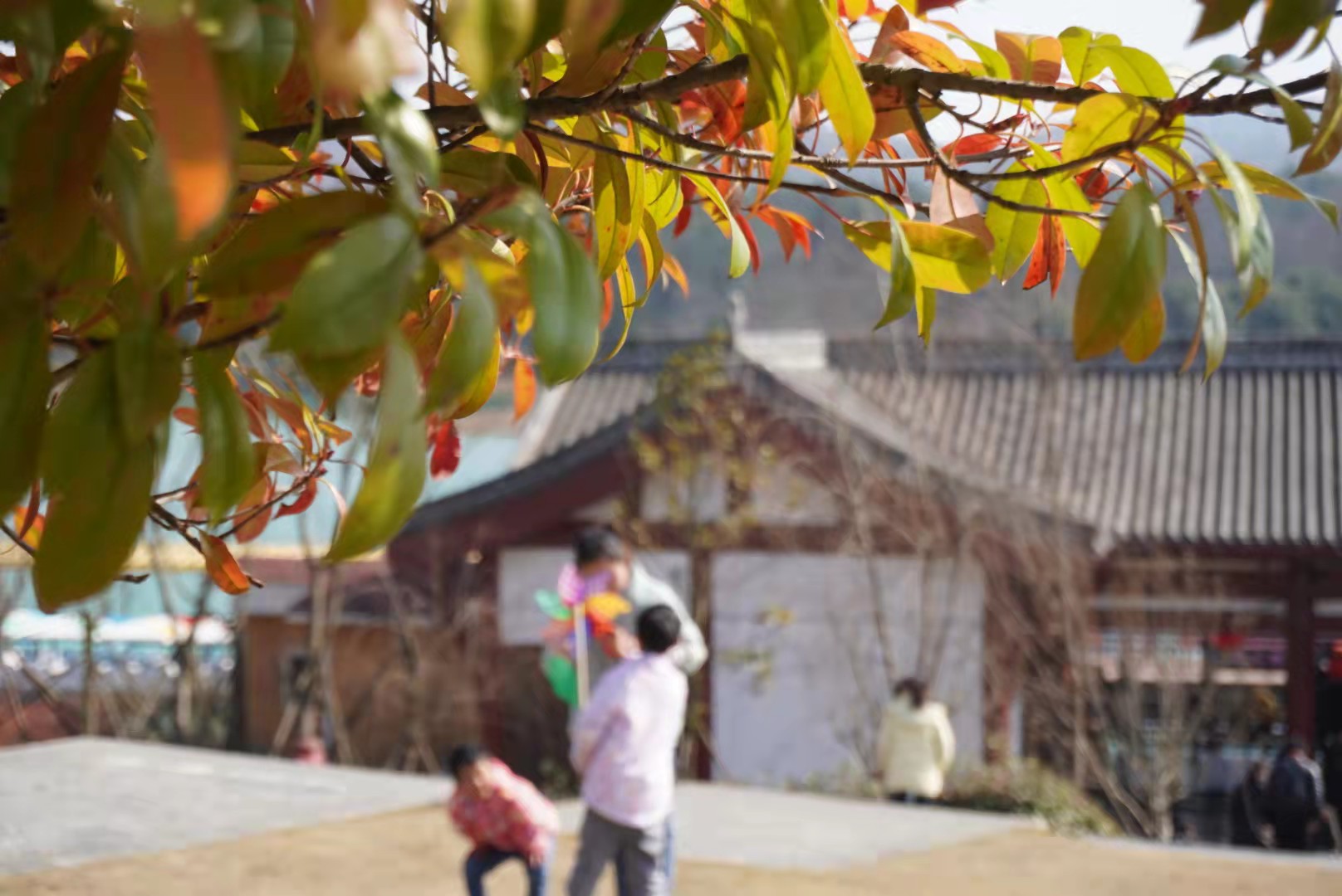 （中首）春天“上线” 毕节金海湖湿地公园游人如织