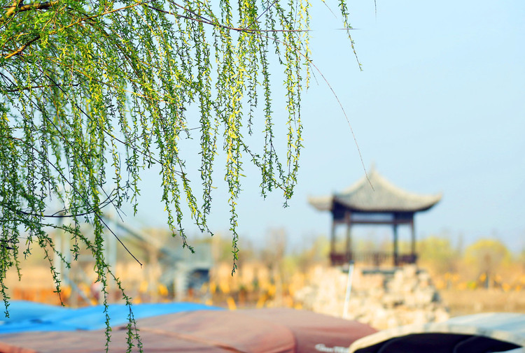 【与春天撞个满怀 打卡最美春景】春风十里，不及洽川_fororder_WechatIMG153