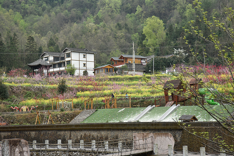 【与春天撞个满怀 打卡最美春景】广元利州白朝乡:春色惹人醉 赏花正