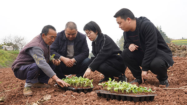宜宾江安：抢夺春耕生产季 南瓜种植正当时_fororder_蜜本南瓜苗