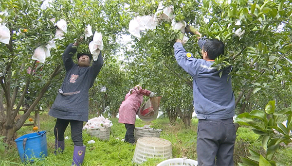 原产地｜眉山彭山：新鲜采摘甜蜜上市 春见销售迎“春天”_fororder_农户正在采摘“春见”-供图-彭山区委宣传部