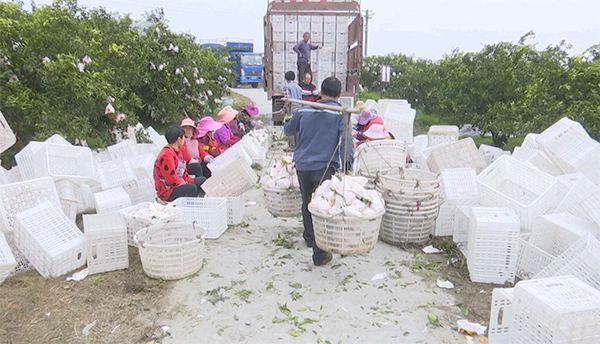 原产地｜眉山彭山：新鲜采摘甜蜜上市 春见销售迎“春天”_fororder_“春见”装车发往全国各地-供图-彭山区委宣传部