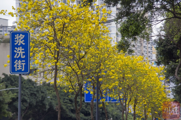 （转载）在成都的这两条街，就能打卡黄花风铃木
