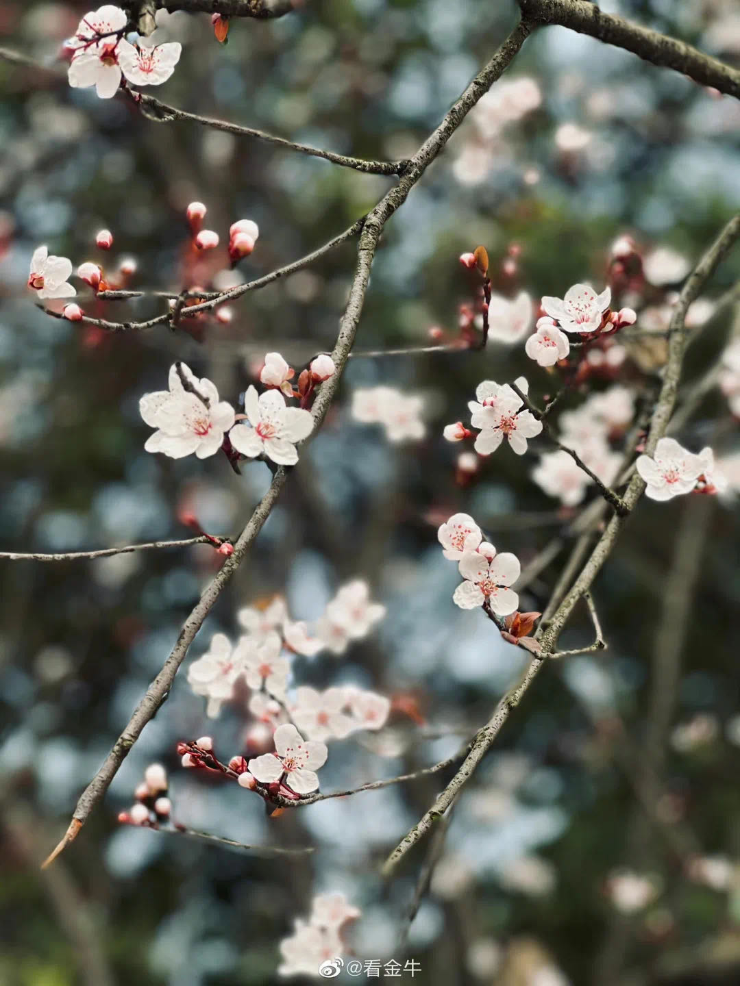 （转载）首次！成都发布公园城市花粉指数