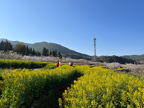 凉山冕宁：千亩樱花竞相绽放 世外桃源“樱”你而来_fororder_81c75d917fbef1446d7843b059f33be