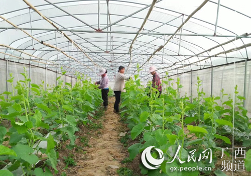 甜了瓜农心田 富了百姓口袋