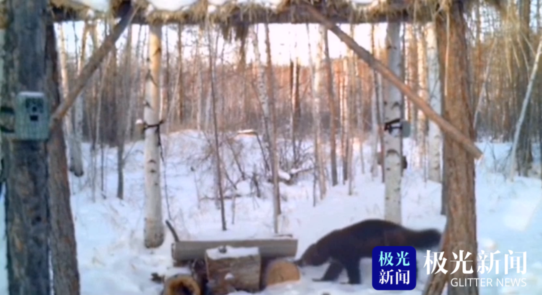 漠河：动物界的“金刚狼” 雪中上演功夫片