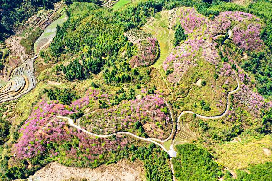 福建尤溪樱花盛放：美了村庄  醉了游人