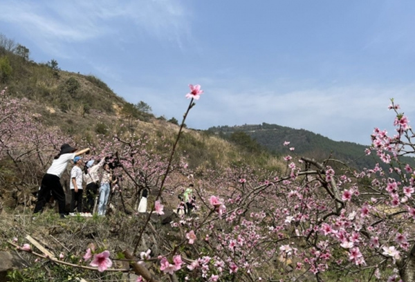 重庆奉节：鹤峰乡第九届桃花节开幕 江畔桃花待君来赏