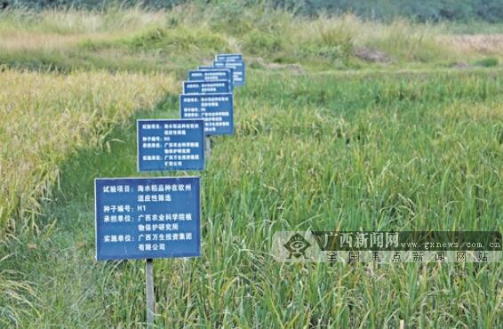 【八桂大地、八桂大地-钦州】广西海水稻:有点神秘的“网红” 【八桂大地、八桂大地-钦州】广西海水稻:有点神秘的“网红”