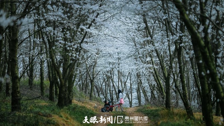平坝：万亩樱花灿烂盛开
