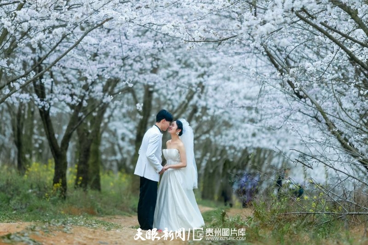 平坝：万亩樱花灿烂盛开