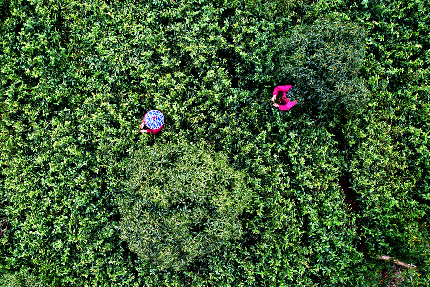 Tonglu, Hangzhou: Busy Picking of Spring Tea Leaves_fororder_采茶1