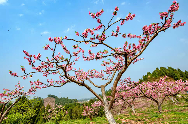 【与春天撞个满怀 打卡最美春景】眉山仁寿：桃花朵朵开 游客纷纷来_fororder_盛放的桃花-供图-仁寿县委宣传部