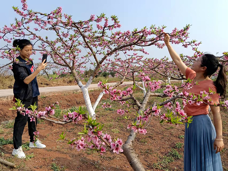 【与春天撞个满怀 打卡最美春景】眉山仁寿：桃花朵朵开 游客纷纷来_fororder_游客赏桃花-供图-仁寿县委宣传部