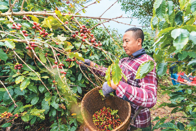 云南普洱： 一杯咖啡里的致富故事