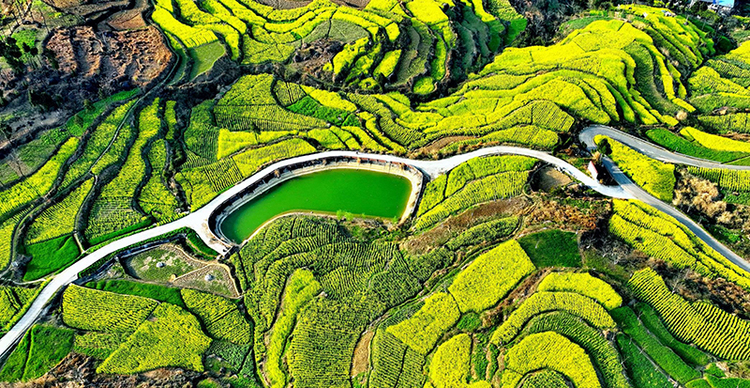Guangyuan, Sichuan: Rapeseed Blossoms Show Beauty of the Countryside_fororder_图片2
